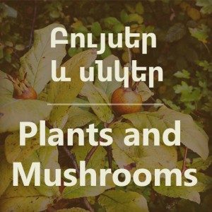 plants-mushrooms
